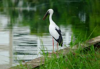 Open-billed stork in the park.