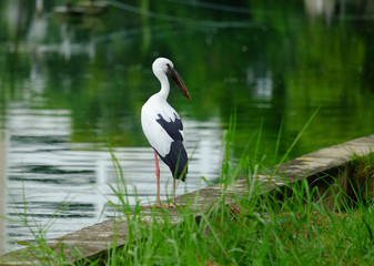Open-billed stork in the park.