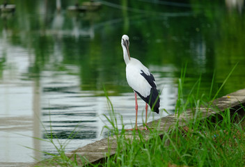 Open-billed stork in the park.