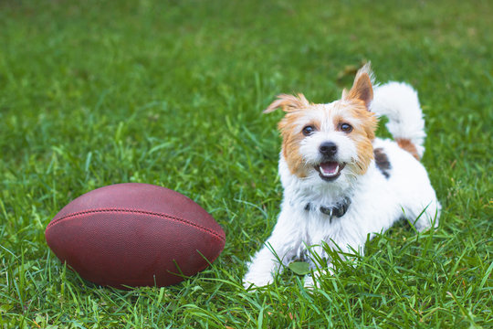 Active happy Parson Terrier puppy resting on a green meadow. Happy dog smiling near the ball on green grass. Jack Russell Terrier plays rugby, American football ball. Copy Space.