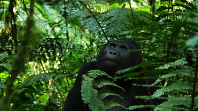 Silverback mountain gorilla, Bwindi, Uganda
