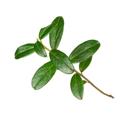 Branch with green leaves of cowberry