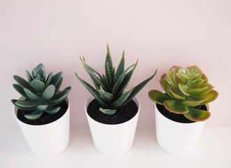 house plants with cactus in white pots.
