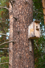 Fototapeta premium Birdhouse on a pine in the forest