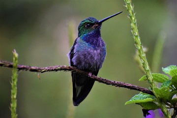Fototapeta premium Colorful hummingbird