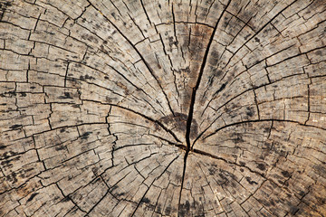Fototapeta premium Old wood texture background