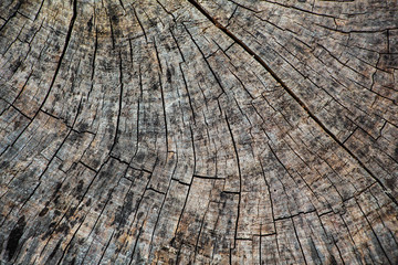 Fototapeta premium Old wood crack texture background