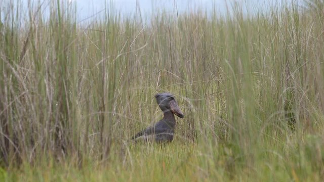 Shoebill bird (Balaeniceps rex) in Mabamba swamp, Uganda, 4k.