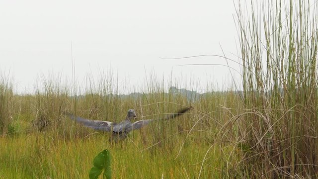 Shoebill bird (Balaeniceps rex) in Mabamba swamp, Uganda.