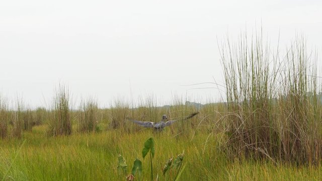 Shoebill bird (Balaeniceps rex) flying away, in the Mabamba swamp, Uganda, 4k.