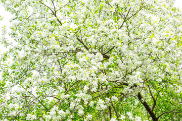 Blossom apple tree