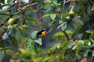 Orange-bellied Euphonia