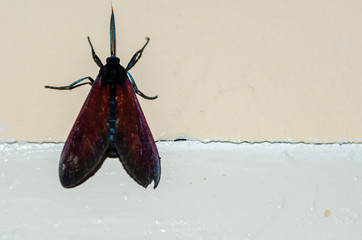Moth On The Wall