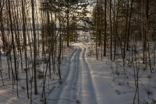 Ski tracks in the woods. A path in a dense snowy forest
