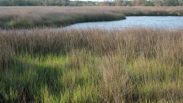 nature trail walkway through a spartina grass marsh near Topsail Beach, North Carolina. Spartina Marches protect the mainland from damage by ocean storms and hurricanes.