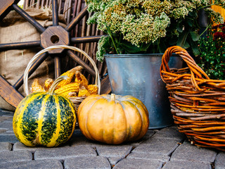 Autumn still life with vegetables and flowers. Harvesting pumpkin and corn. Metal watering can and bucket