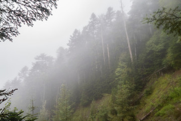 霧の山路