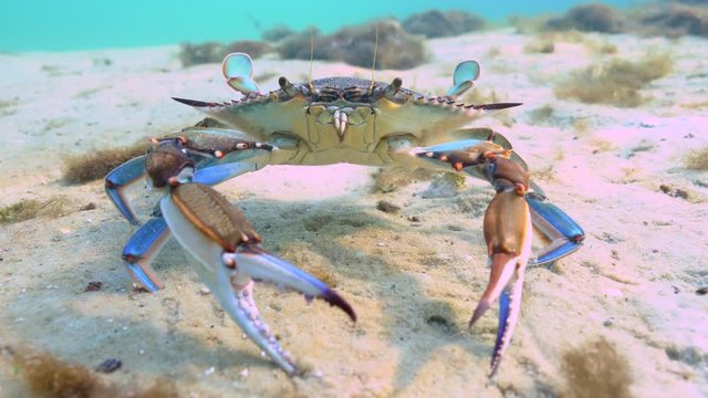 A funny, feisty Blue Crab (Callinectes sapidus) attacks his reflection in the underwater camera's dome port. The Blue Crab is economically important along the east coast of the U.S.