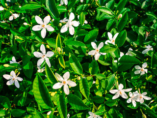 Wide angle, Beautiful white gardenia flower texture background