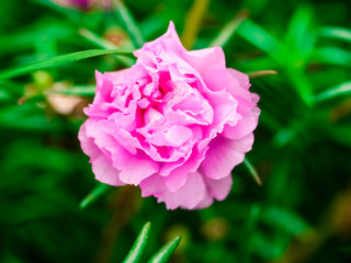 Close up, Beautiful pink flower texture background