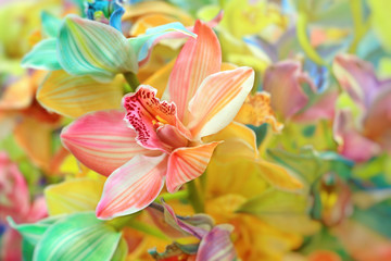Flower background of the colorful Cymbidium orchid. Top view. 