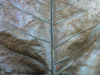 Close up of sacred fig leaves, Until seeing the fibers of the leaves