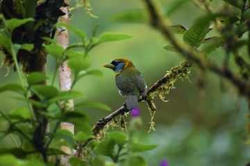 Red-headed Barbet