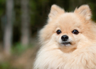 Close up portrait of cute fluffy miniature Pomeranian Spitz dog. Sad pensive puppy outdoor in the park. Copy space. Thoughtful animal.