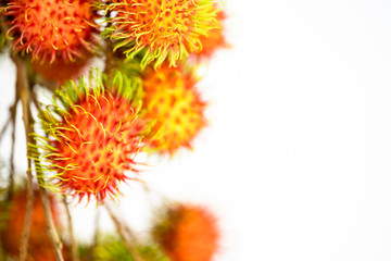 Obraz premium opened rambutan fruit or hairy fruit on white background.