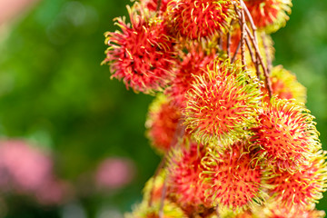 Great close-up of ripe rambutan fruits (Nephelium lappaceum) hanging on a tree