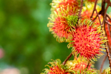 Great close-up of ripe rambutan fruits (Nephelium lappaceum) hanging on a tree