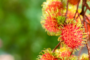 Great close-up of ripe rambutan fruits (Nephelium lappaceum) hanging on a tree