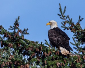 bald eagle on background of blue sky