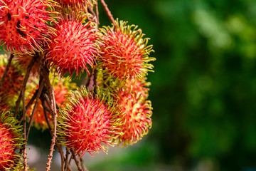 Great close-up of ripe rambutan fruits (Nephelium lappaceum) hanging on a tree