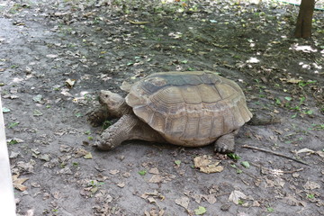 Obraz premium A huge giant tortoise crawls about its business