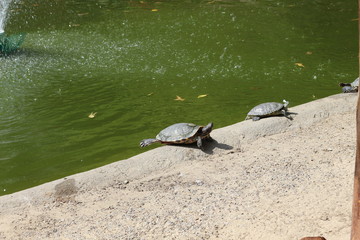 Obraz premium Turtles bask in the sun with their legs extended.