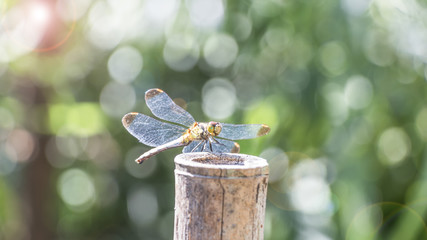 竹垣に止まるトンボ © maruboland