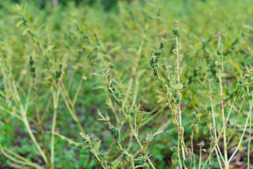 Full-fig sesame seeds and harvesting products