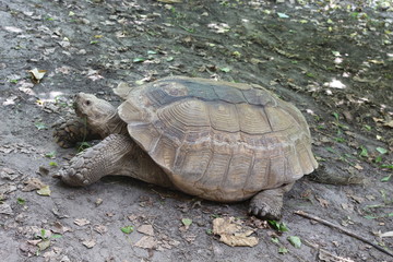 A huge giant tortoise crawls about its business