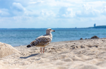 seagull walking at the sandy beach