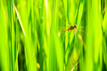 Closeup nature view of Green leaf and dragonfly in garden at winter under sunlight. Natural green plants landscape using as a background or wallpaper.