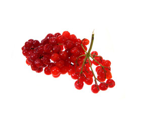 red viburnum isolated on a white background