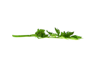 parsley isolated on a white background