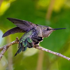 hummingbird in flight