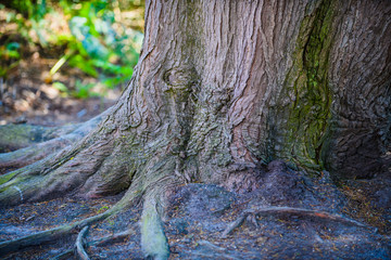 Incredible landscape on the island Renote in Tregastel. Brittany. France