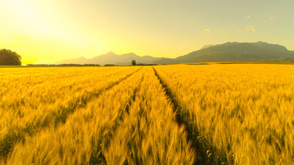 AERIAL: Golden Wheat field swinging in the wind on sunny evening in countryside