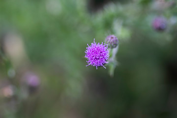 Obraz premium Silybum Marianum, Milk Thistle flower head, native of Southern Europe through to Asia, with shallow depth of field