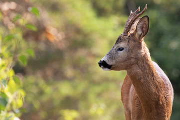 Wild Deer out in the beautiful scenery.