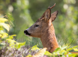 Wild Deer lying and resting in the outdoors