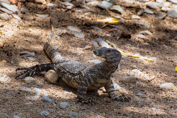 Lace Monitor on sand and rocky terrain near Cairns in Tropical North Queensland, Australia